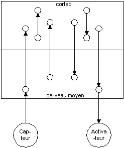 neurone1.gif (3273 octets)